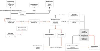 Unraveling the adaptive strategies of Mycoplasma hominis through proteogenomic profiling of clinical isolates